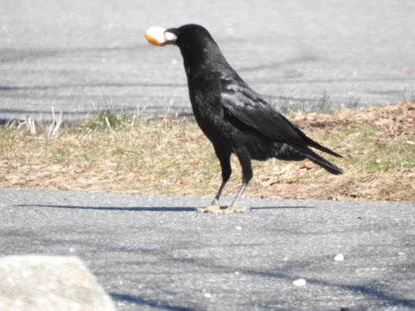 American Crow with piece of bread in its beak.
