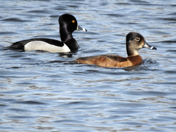 A pair of Ring-necked Ducks