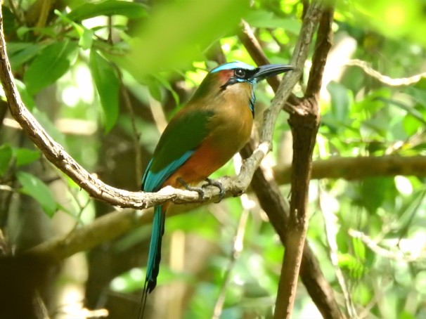 Turquoise-browed Motmot, Birds of Mexico,