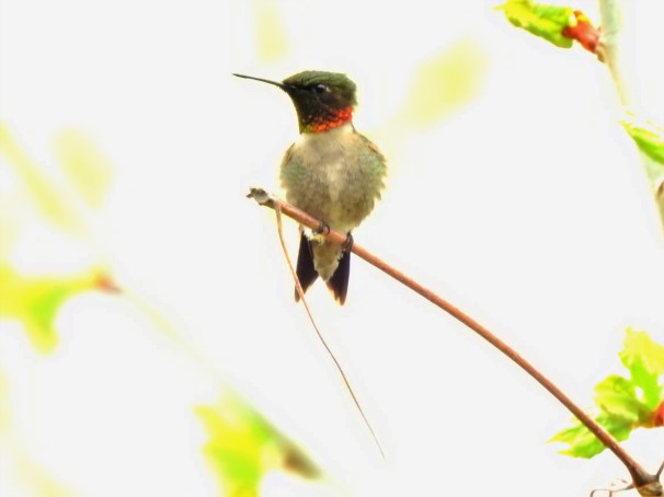 Ruby-throated Hummingbird in Pennsylvania.