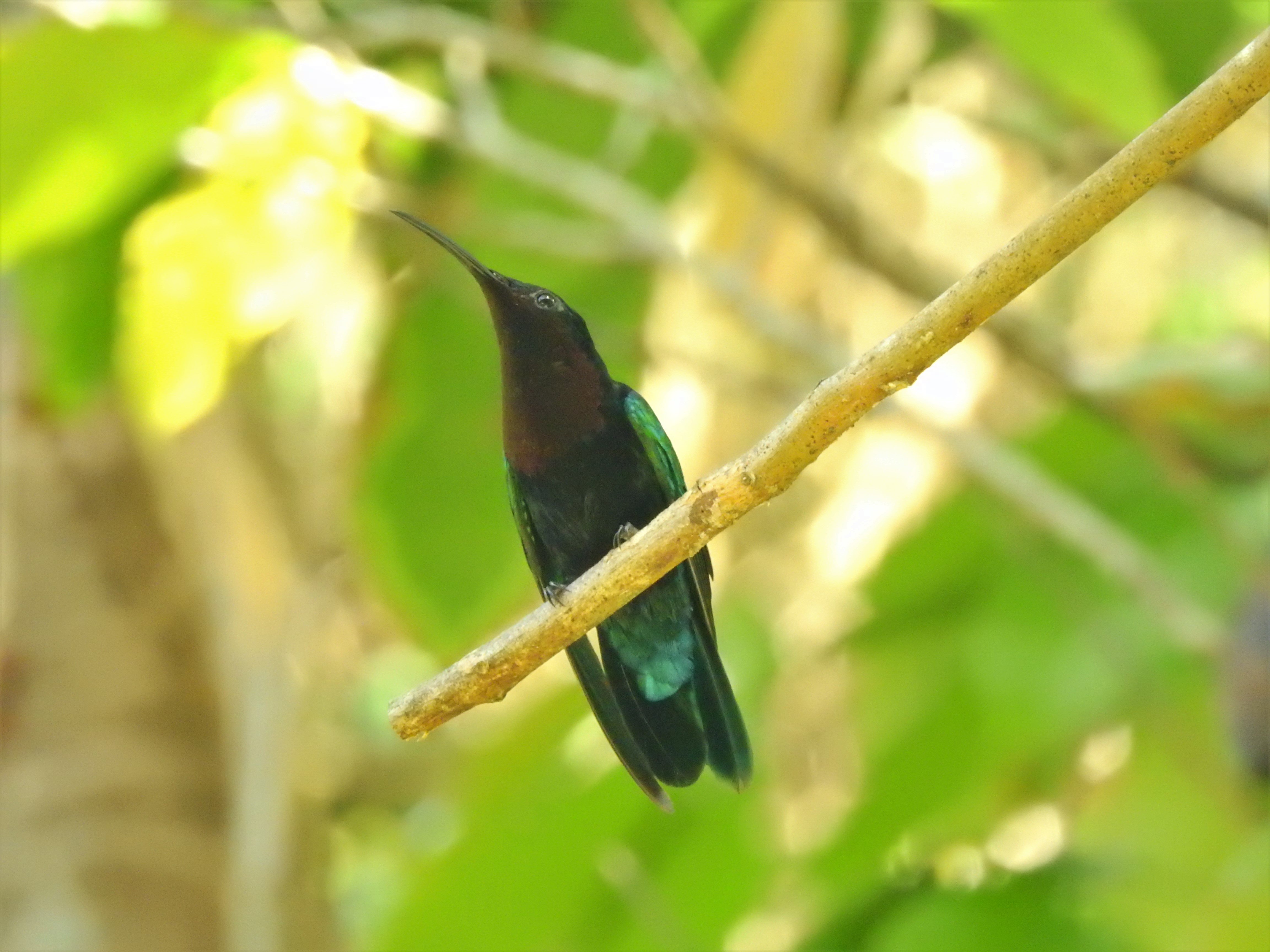 A Purple-throated Carib showing purple throat in St. Lucia.